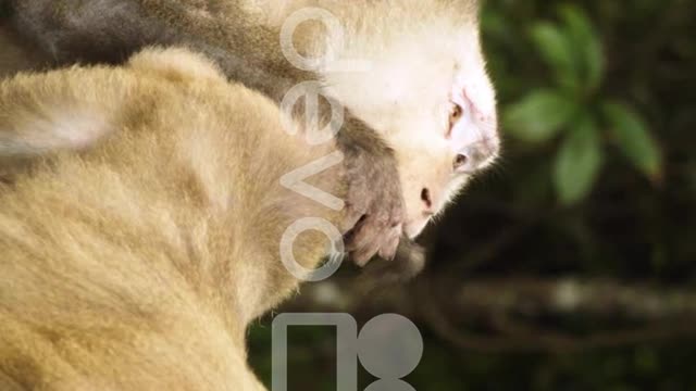 Pair of Monkey, pig tail macaque, cleaning and eating bugs from fur coat