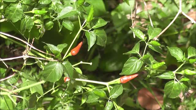 Chilies Eating Competition