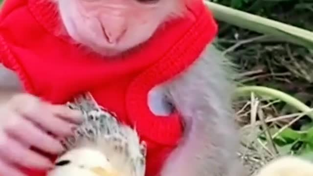 A Baby Monkey playing with the chicks😍