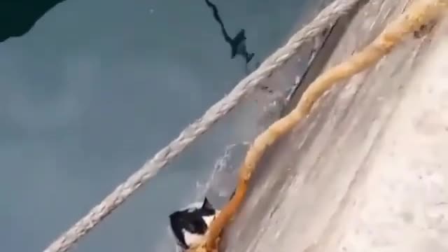 The cat fell into the water