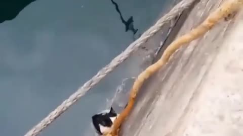 The cat fell into the water