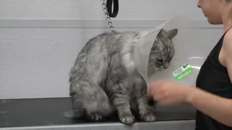 Angry cat wants to demolish his groomer