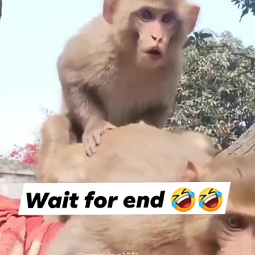 Funny animal video #comedy #viral #funfunn#funnyvideo #animal #1