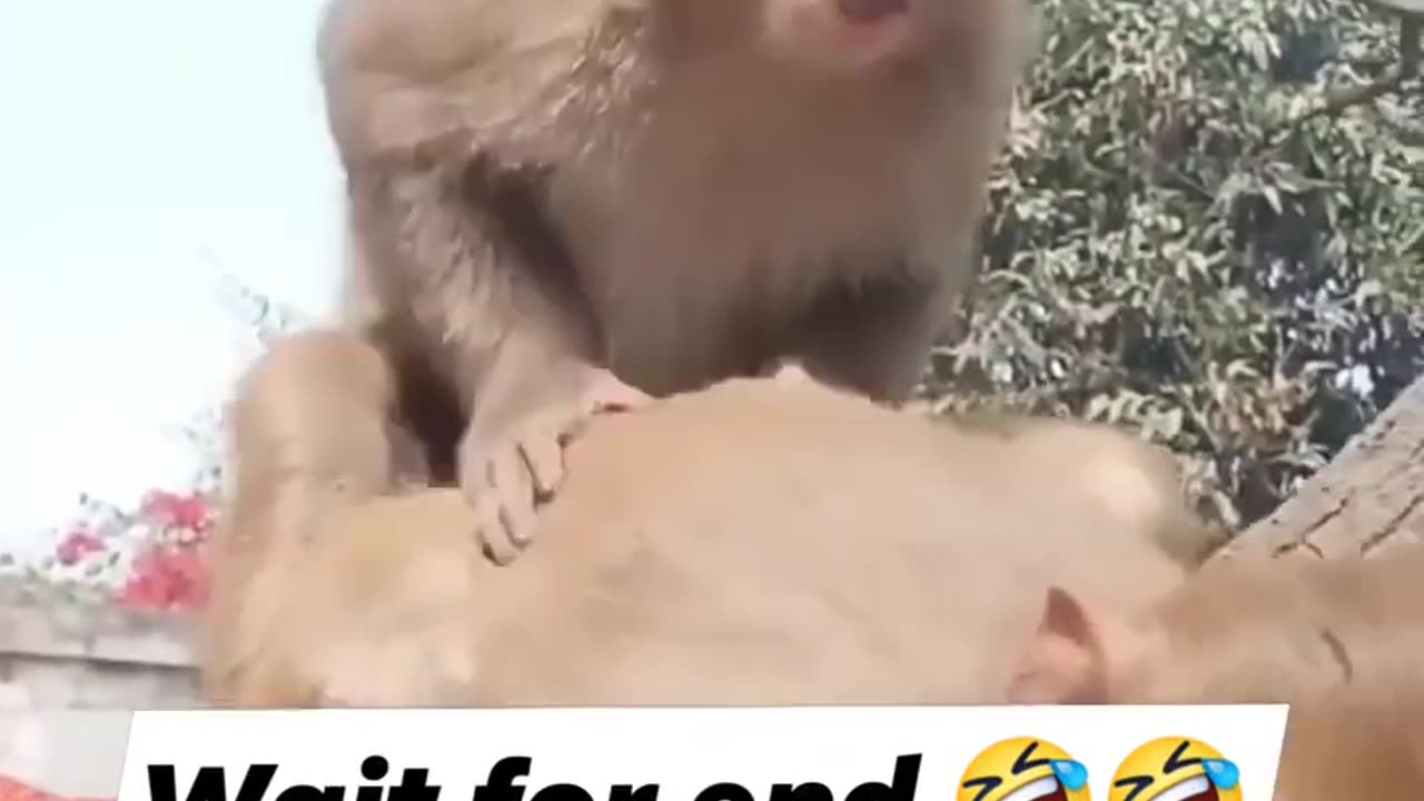 Funny animal video #comedy #viral #funfunn#funnyvideo #animal #1