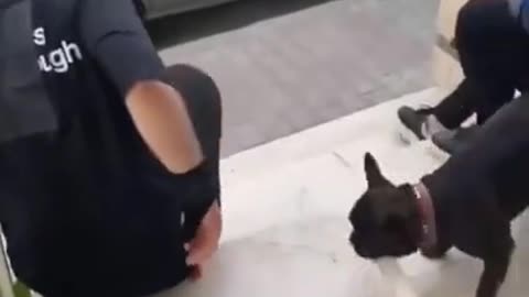 Funny animals compilation