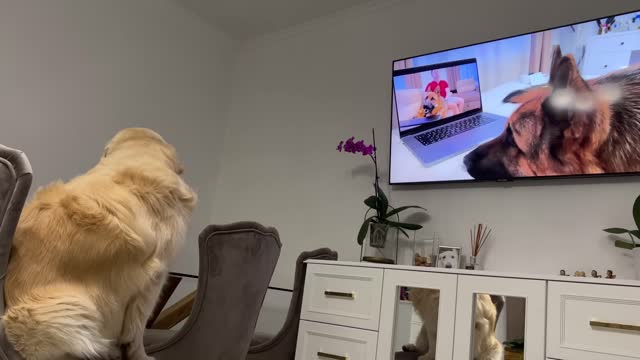 Confused Golden Retriever Recognized the German Shepherd Rocky on TV!