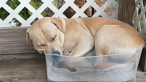 Pluto, laying in the cat Bed.