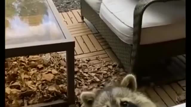 Just a trash panda enjoying some cookies
