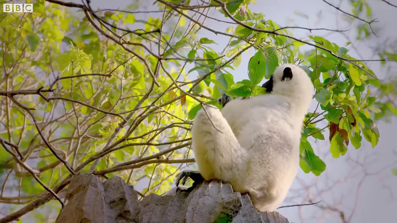 Sifaka Makes a Journey | Wild Animals | Mysterious Wildlife