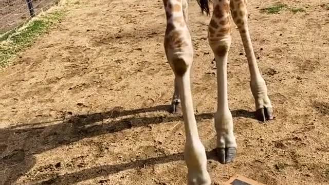 Left the box in the pen… came back to Gwen doing circus tricks 🤣