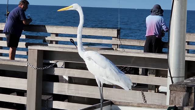 Egret bird models for the show