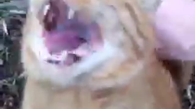 VOLUME UP!!! Does your cat do this?