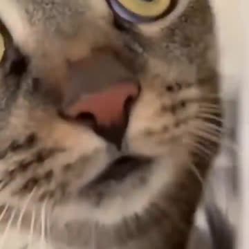 Funny cate video