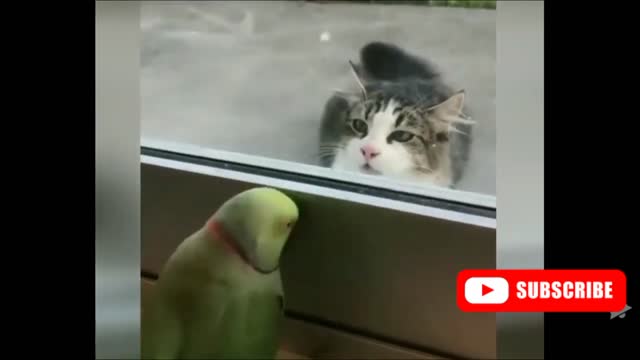 Cats and Parrot