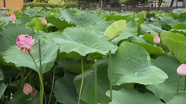 Lotus pond 😊