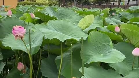 Lotus pond 😊