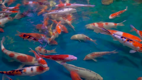 There are many fish in the lake