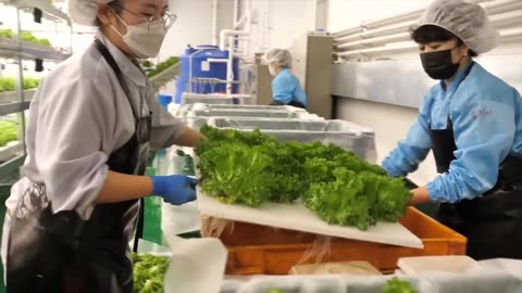 Process of Growing Fresh Vegetables | Farming is Science