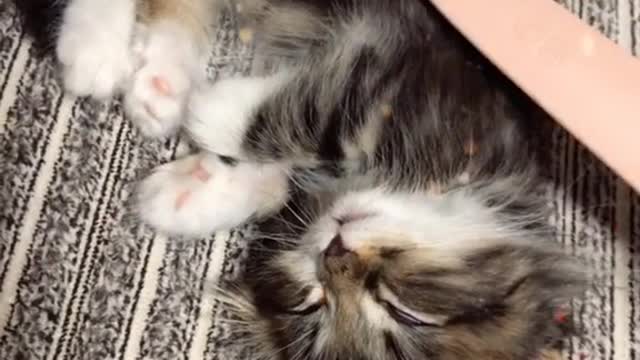 眠いのにゃ🐱🐱