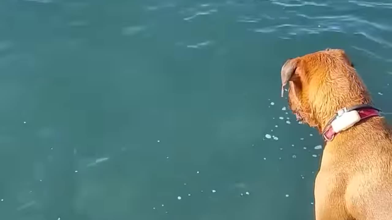 Dog Diving for stones