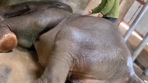 Elephant Bathing