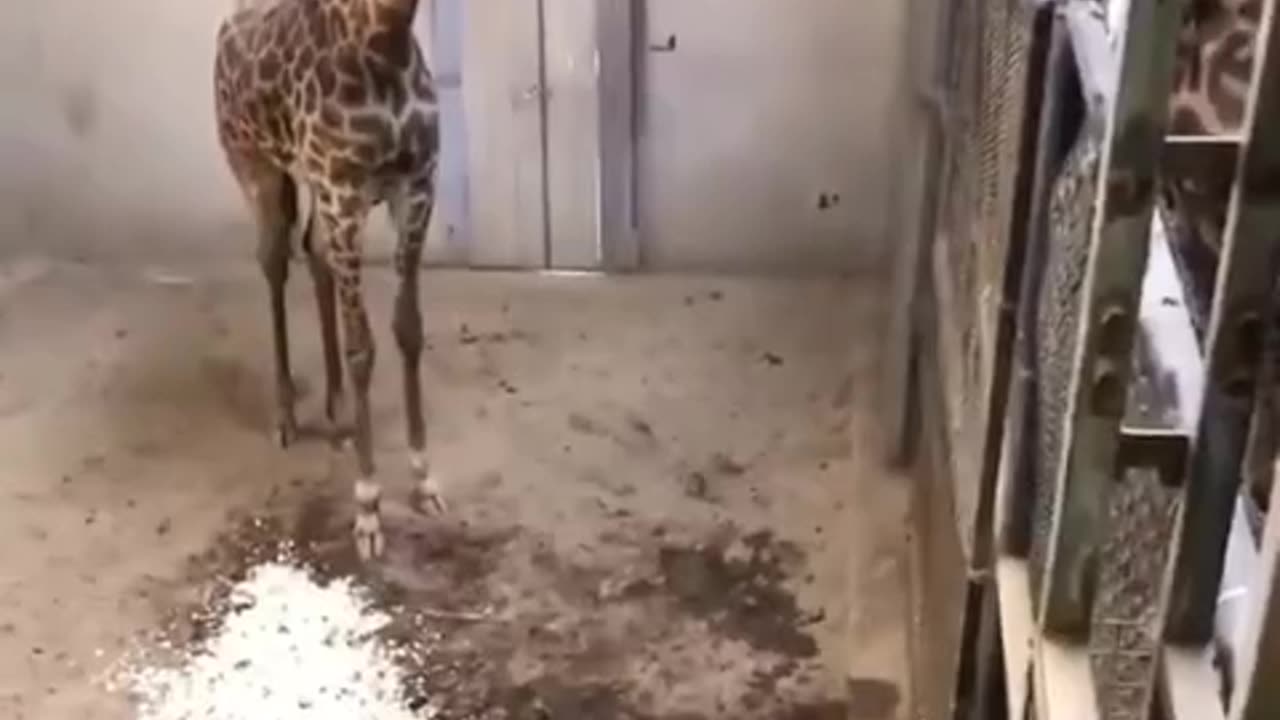 Baby giraffe in cage