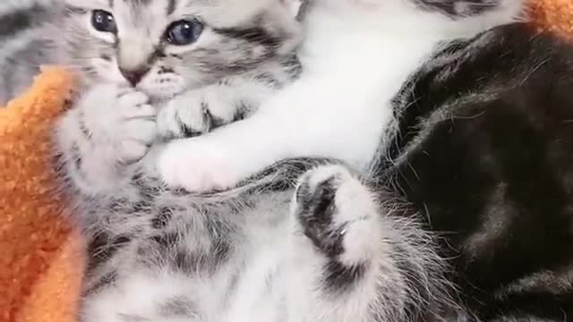 OMG So Cute Cats ♥ Best Funny Cat ❤️🐈Videos 2021 #shorts