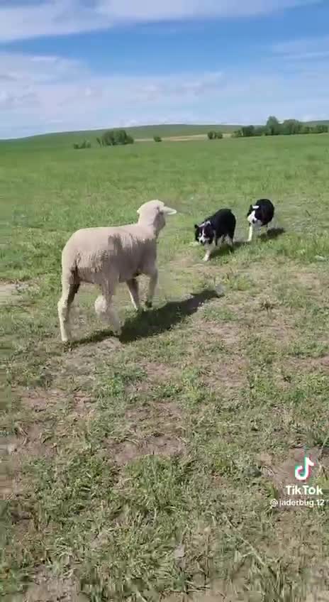 Patriots putting a liberal in their place !