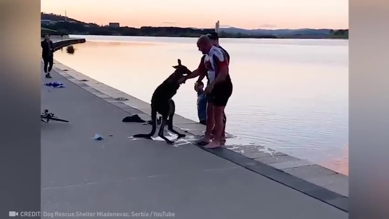 Animal that asked people for help..best kindness moments 2022