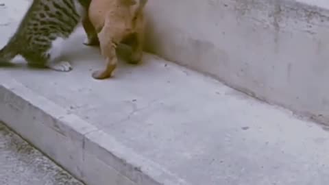 Cute Friendship of puppy and Kitty | Share with your friend