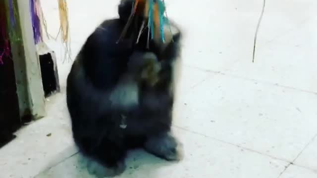 Cute bunny falls