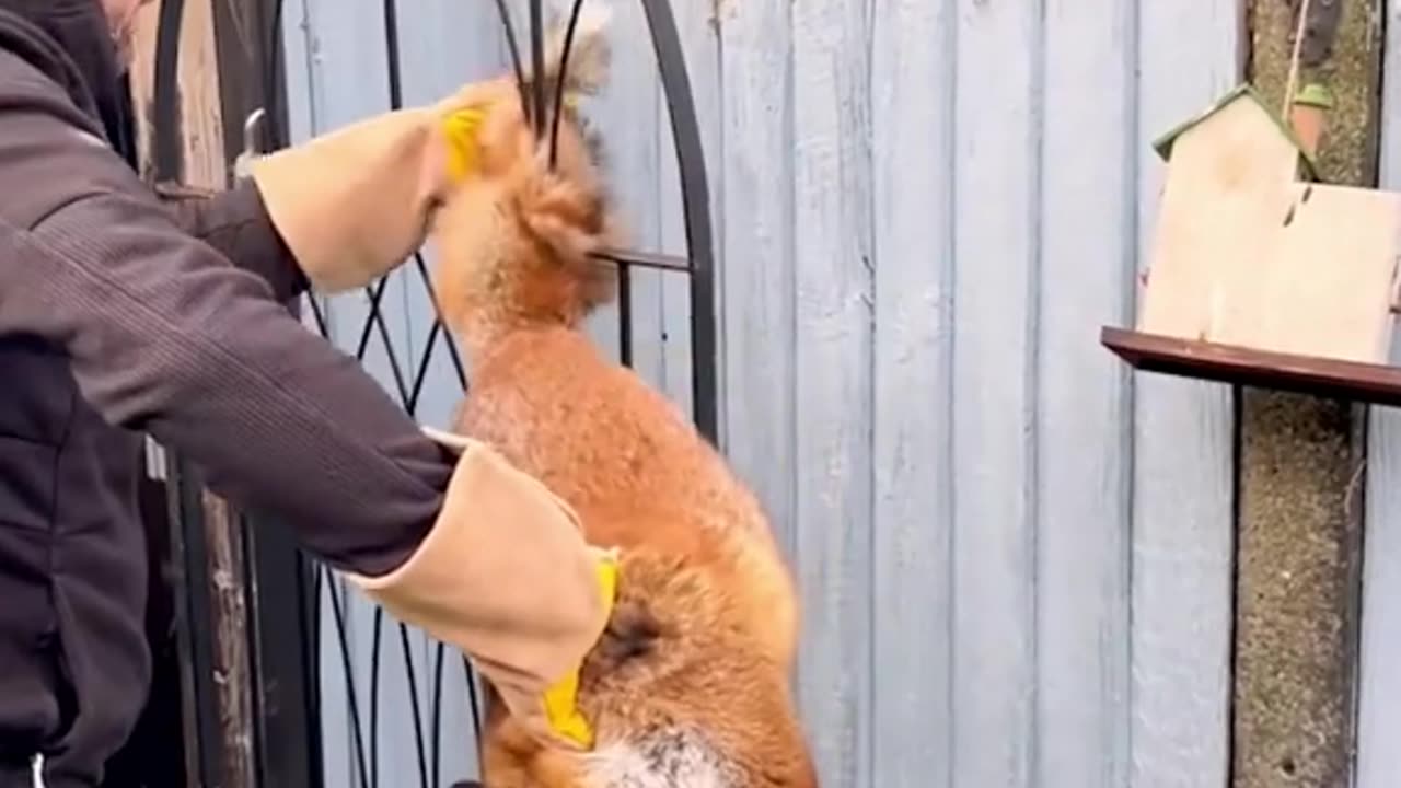 Rescue a fox