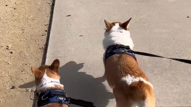 from 2 boys who hate wearing clothes #corgi #dogsoftiktok #PetsOfTikTok #puppy