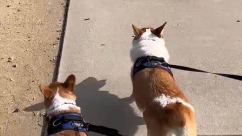 from 2 boys who hate wearing clothes #corgi #dogsoftiktok #PetsOfTikTok #puppy