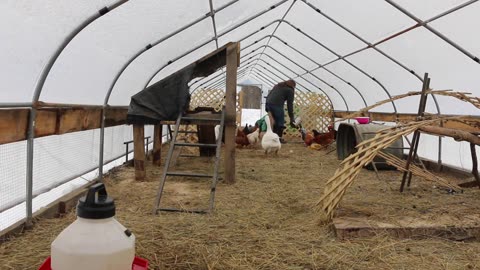 Soothing morning walk, chicken chores + we busted the sassy hen!