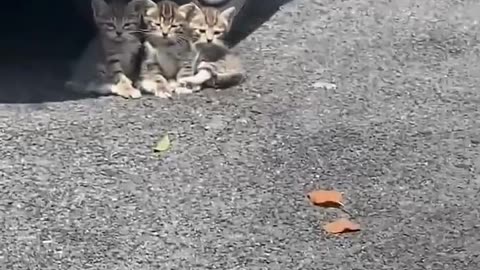 Cute cat & funny cat