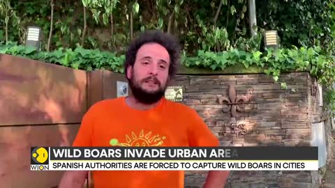 Spain: Wild boars pose threat to humans, authorities warn residents | Latest World News | WION