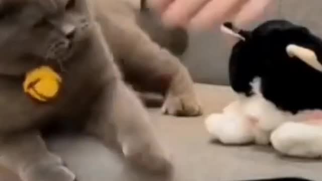 Funny Cat🐱 video You must watch Do not try to Laugh#shorts #funnycats #funnydogs