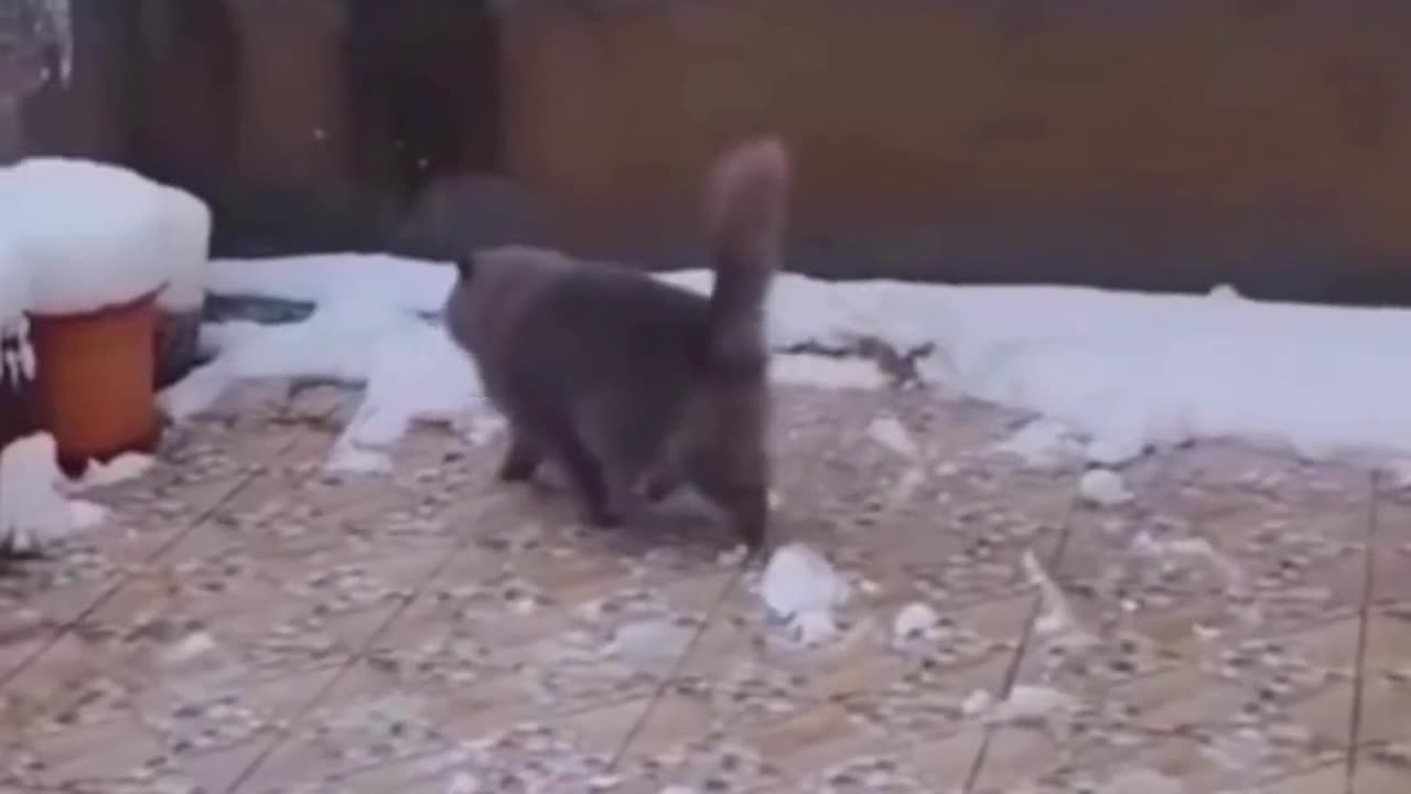 Cute chaos daily! πΎπ #cats #shorts #viral #pets #Reels