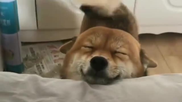 Your wake up smile has arrived Funny Dog 2020