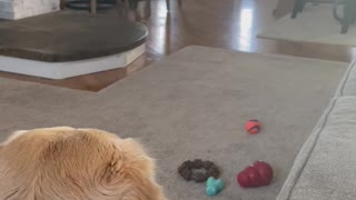 Golden retriever trying to get her brother to play with her.