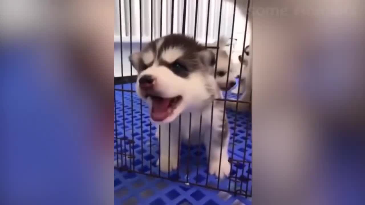 CUTE AND FUNNY DOGS/CATS COMPILATION