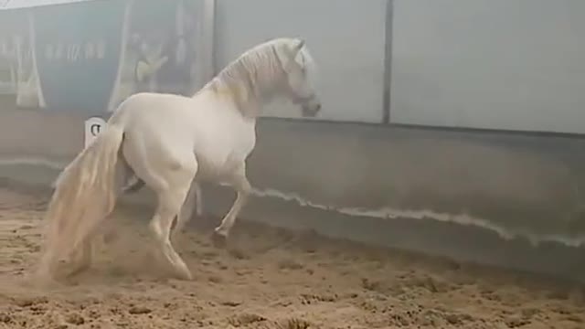The horse got impatient and ran into the glass.🐴#horse#fyp#foryou#tiktok