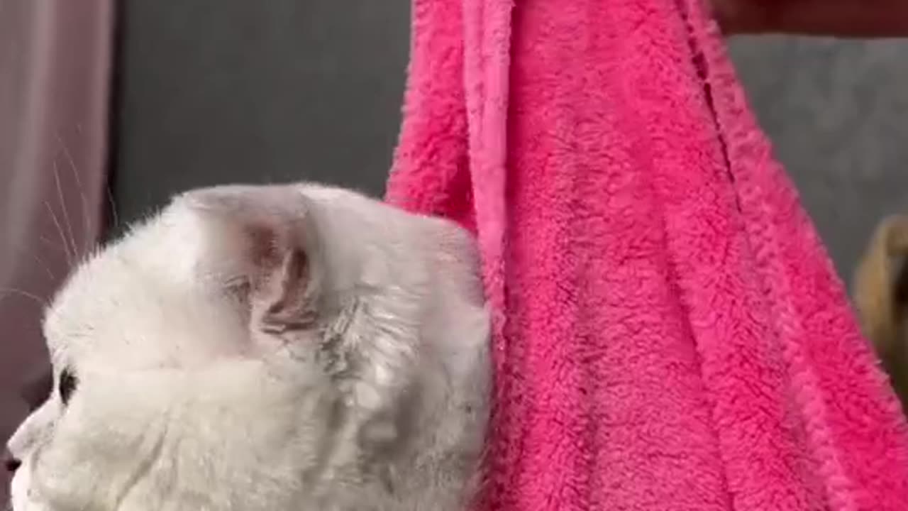 Chech beautiful cat reactions◘◘◘