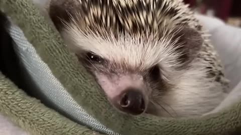 This Couple's Hedgehog Rescue Will Melt Your Heart! 🦔❤️