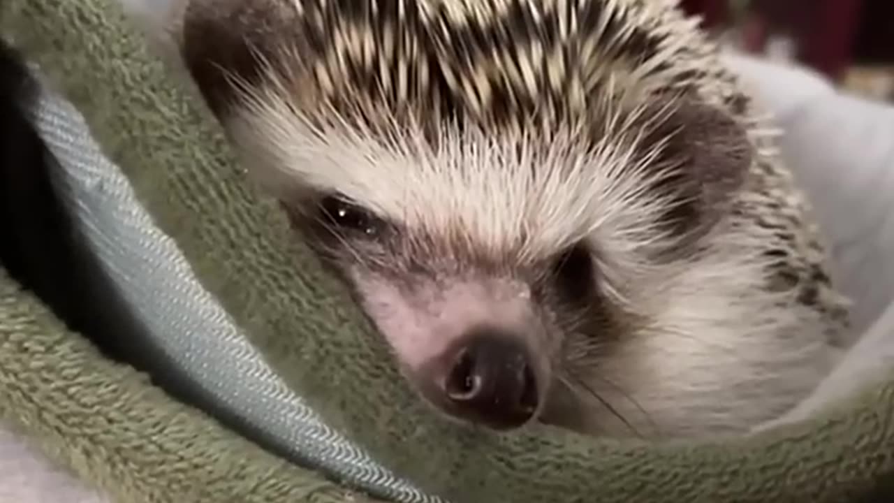 This Couple's Hedgehog Rescue Will Melt Your Heart! 🦔❤️