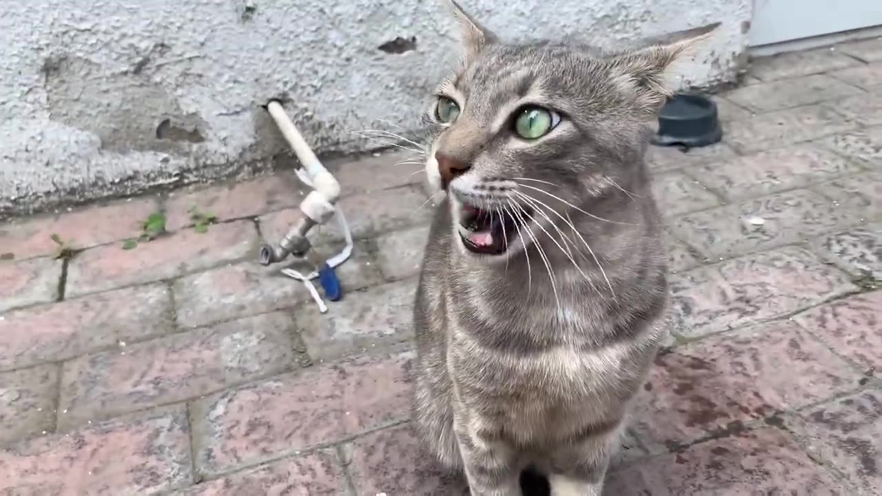 Funny cat's after eating and drinking water bottle for funny cat's