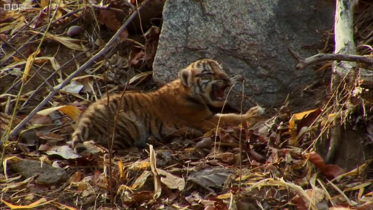 Mother Tiger Learns to Care for Cubs _ David Attenborough _ Tiger Spy in the Jungle _ BBC Earth