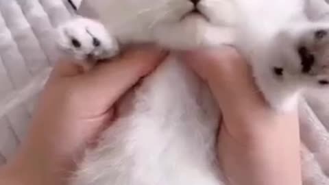 Cute cat love