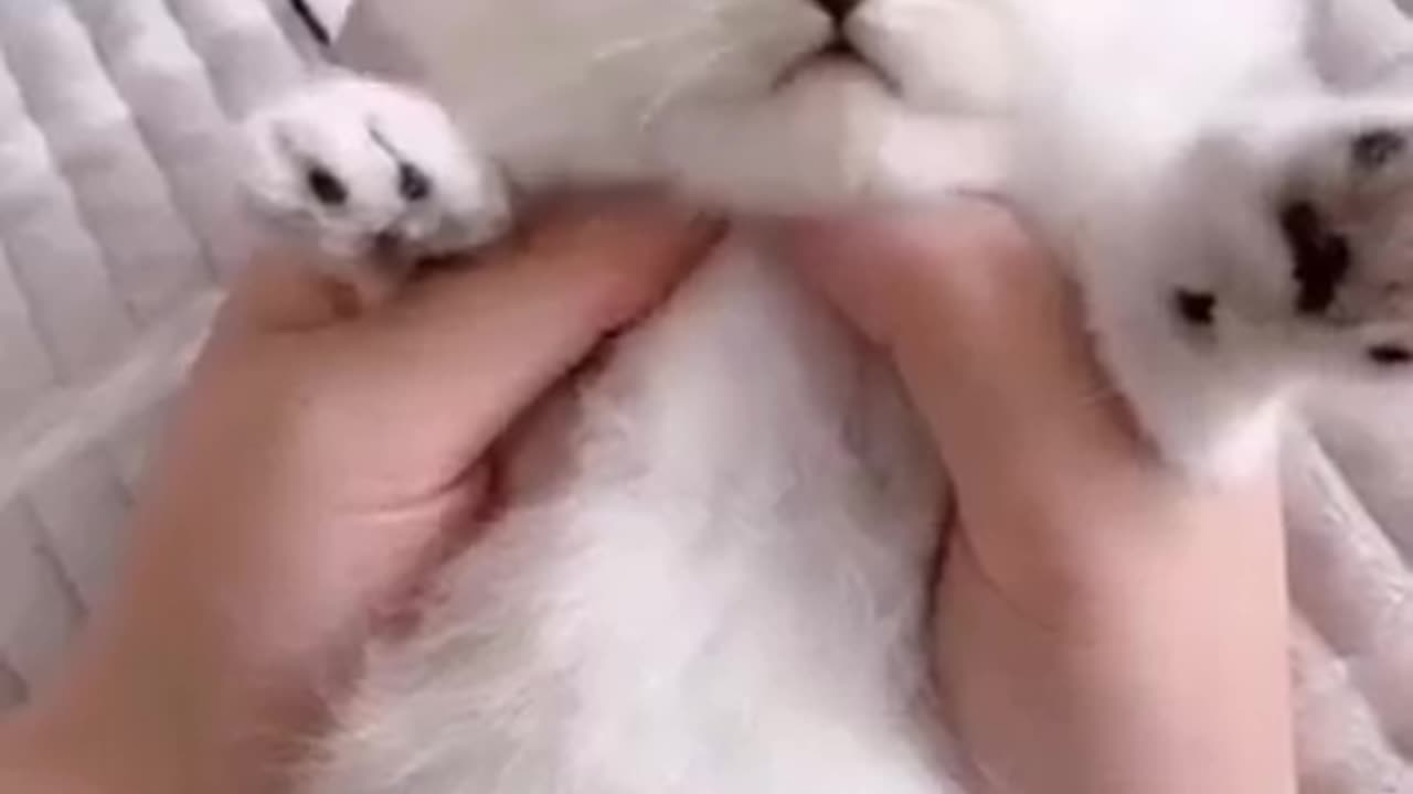 Cute cat love